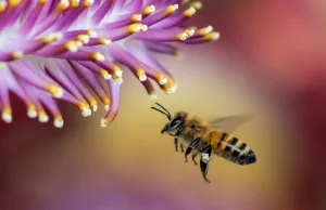 Naukowcy wytrenowali pszczoły do wykrywania COVID-19 po zapachu