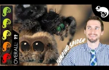 Lucas The Spider - Jumping Spider, The Best Pet Arachnid? [ENG]