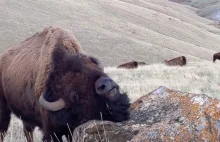 Co robi bizon, gdy coś go swędzi? Drapie się o kamień!