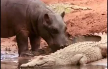 Niewypowiedziany szacunek między hipopotamami i krokodylami