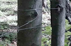 O krok od tragedii w lesie na kieleckim Zalesiu. Ktoś rozwiesił stalowe linki