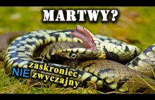 Jak Zaskroniec Udaje Martwego? Czemu Służą Kłębowiska Węży?