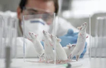 Zmusili myszy do zawierania przyjaźni i rozstań. Za pomocą implantów mózgowych
