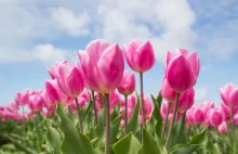 Sezon na tulipany - w Stolicy