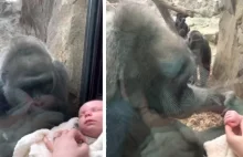 Zabrali noworodka do zoo. Nie spodziewali się takiej reakcji gorylicy -...