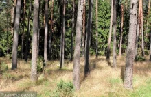 PiS przepycha prywatyzację lasów. "Ktoś za nieużytki dostanie las na...