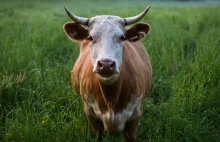 Indyjscy lekarze ostrzegają - krowie łajno to nie lekarstwo na COVID-19 -...