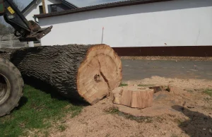 Ksiądz wyciął ponad 100-letnie drzewo Czy to przez zamontowaną fotowoltaikę?