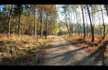 „Zaślubiny z bukami” w Katowicach. By ocalić często ponad stuletnie drzewa