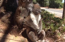 Koala zostaje wykopany z drzewa i płacze
