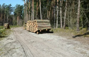 Biłgoraj żegna się z lasem. Stuletnie drzewa mają być wycięte - Dziennik...