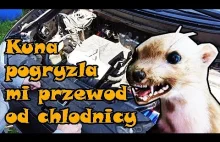 Kuna pogryzła mi przewód od chłodnicy Fachowa naprawa