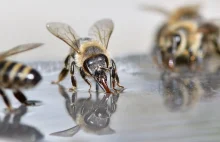 Opryskał rzepak zakazanym środkiem, zginęło 7,5 miliona pszczół.
