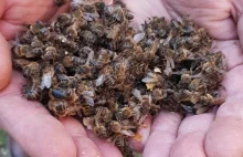 Jak wykonywać opryski bez szkody dla pszczół?Inaczej nie mają szans na przeżycie