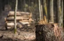 PiS chce zmienić ustawę o lasach – by ułatwić wycinkę pod inwestycje