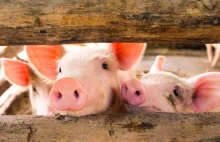 Jaka telewizja, taki news: Świnie mogą oddychać tlenem przez odbyt....