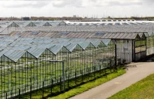 Rolnicy w Holandii mają problem z podłączeniem instalacji PV do sieci