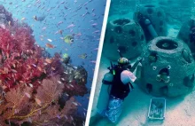 Odbudowa raf koralowych z wykorzystaniem ludzkich szczątków – film