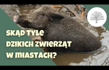 Dziki w Polsce, dlaczego tak często wchodzą do miast?