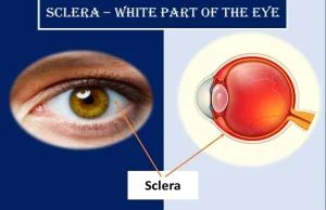 White Part of the Eye: Sclera Definition, Function & Anatomy | Health Kura