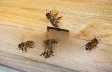 Masowe ginięcie pszczół – Wikipedia, wolna encyklopedia
