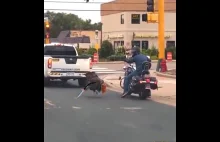 Indyk rycerz atakuje motocyklistę na drodze