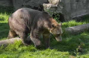 Oto pizzly – krzyżówka grizzly i niedźwiedzia polarnego.