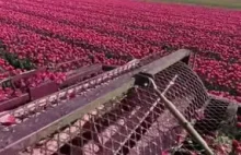 Zaskakujący zabieg usuwania części kwiatowej tulipanów