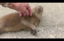 Kapibary to pieszczochy (WIDEO)