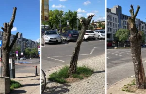 Trzy martwe drzewa szpecą ulicę Długie Ogrody w Gdańsku.