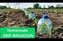 Simple & Quick Drip Irrigation System for Growing Tomatoes