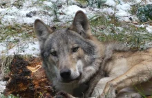 Słynny wilk Bartek ze świętokrzyskich lasów ma młode