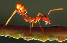Ten pasożyt gwarantuje mrówkom „wieczną młodość”