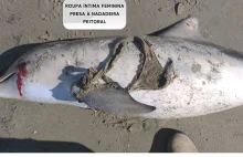 Martwy delfin na plaży w Brazylii. Udusił się damskimi majtkami