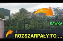 ROZSZARPAŁY TO W KILKA CHWIL !!! W POSZUKIWANIU JEDZENIA