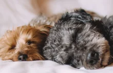 Spanie z domowymi zwierzakami receptą na lepszy sen i mniejszy stres
