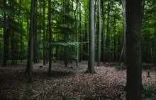 Polacy w Niemczech śpią w lesie. Zamiast wypłat dostali batony