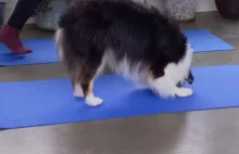 Ćwicz jogę ze swoim psem