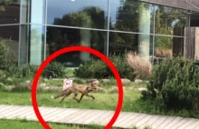 Uwaga turyści! W Sopocie grasują lisy! (VIDEO