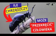 Faktycznie mamy w lasach "śmiertelnego owada"?