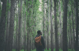 O lesie, odpoczynku i zaletach samotności