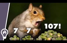 Jak dęby manipulują wiewiórkami by zapominały gdzie zakopały żołędzie