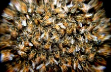 Dramat bartnika w Groningen: Zabito mu dziesiątki tysięcy (chorych) pszczół!