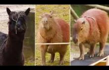 Ozzy Man Reviews: Capybara Agility Course