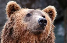 Zakopane: niedźwiedź na osiedlu. Grzebał w śmietniku.