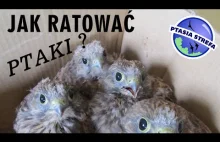 Jak ratować ptaki ?