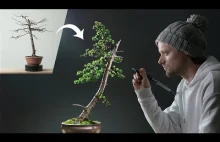 Transformacja drzewka Bonsai z modrzewia japońskiego