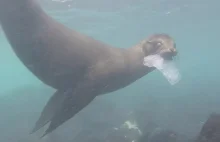 Plastik zabija wyspy Galapagos (NASZA KONSUMPCJA)