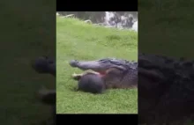 Żółw uciekający z aligatora