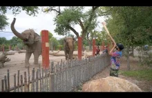 Słonie radośnie reagują na występ didgeridoo